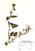 藏品(紫色霍香薊)的圖片